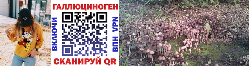 OMG как войти закладки Артём Галлюциногенные грибы Cubensis